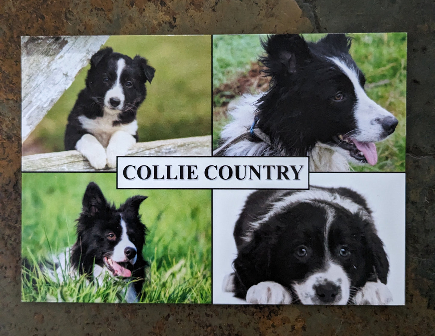 Collie Dog Postcard