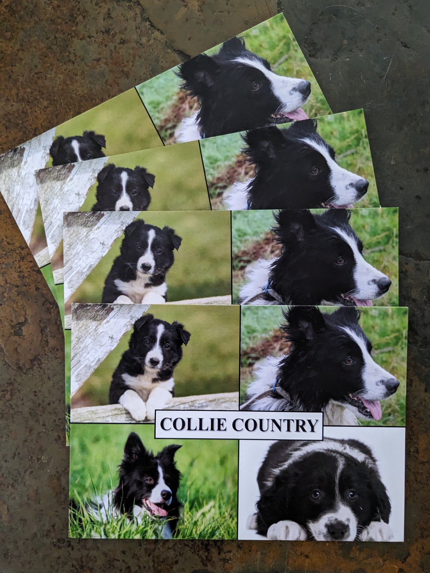 Collie Dog Postcard